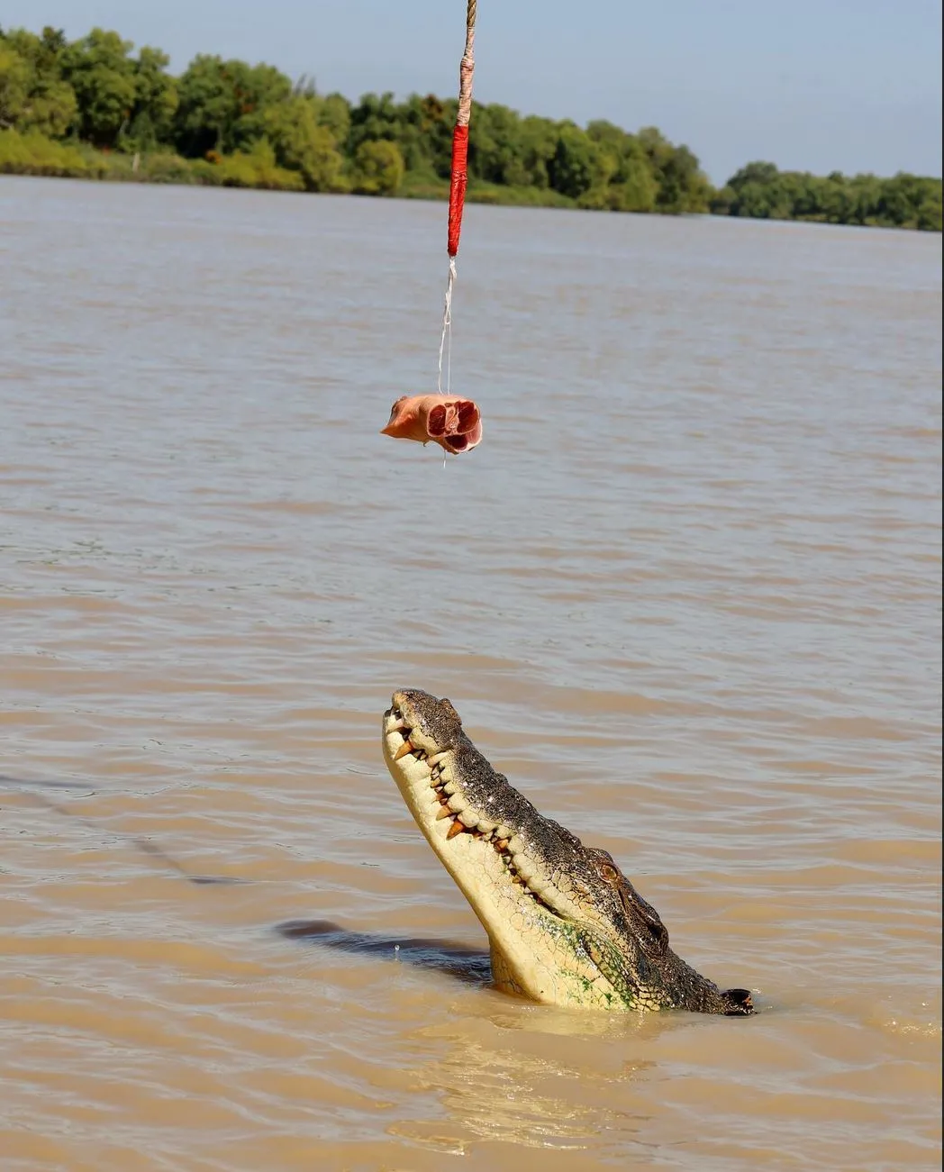 Jumping Crocodile Cruise