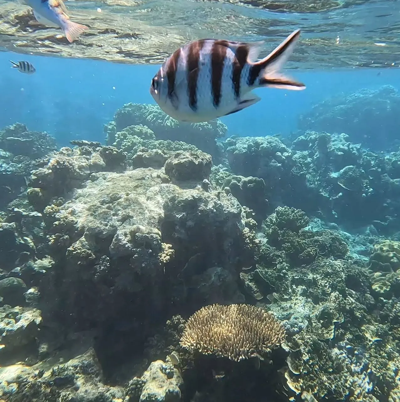Kankens Australia | What Is The Largest Island On The Great Barrier Reef? Why Continental Islands Make Travel Different Up Here