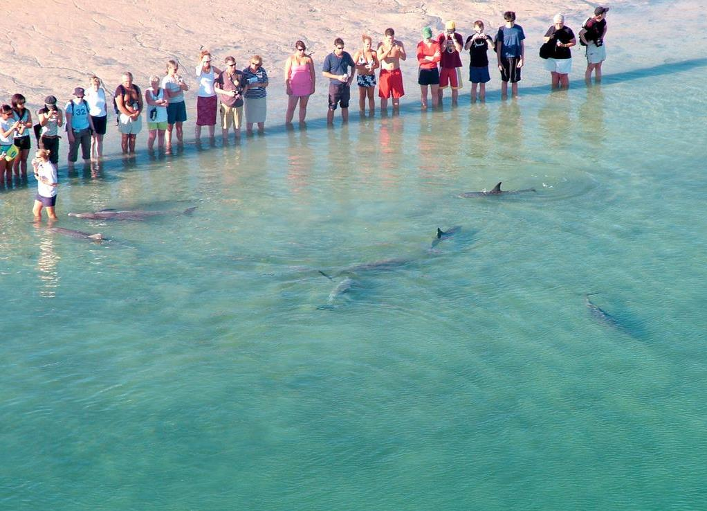 Kankens Australia | Explore the Wonders of Monkey Mia: Dolphins, Nature & Adventure Await